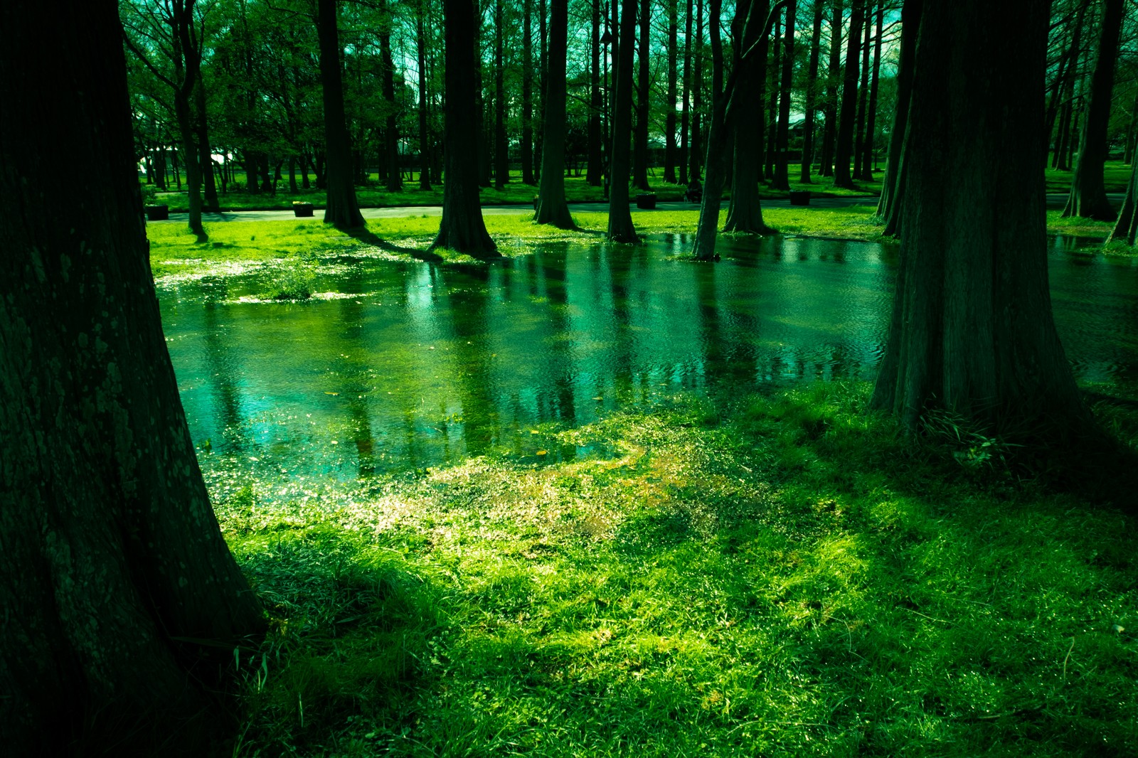 森の水たまり